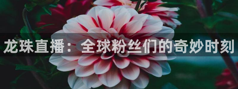 袋鼠体育直播